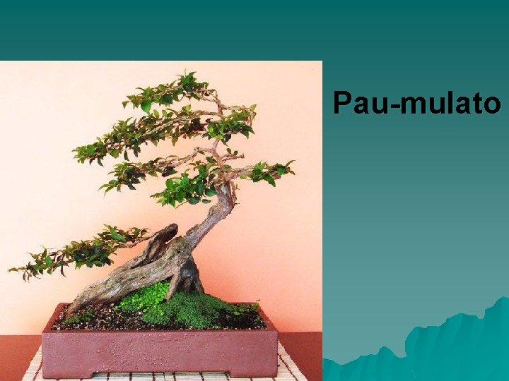 Pau-mulato 