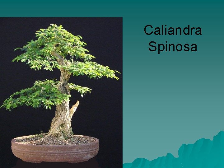 Caliandra Spinosa 