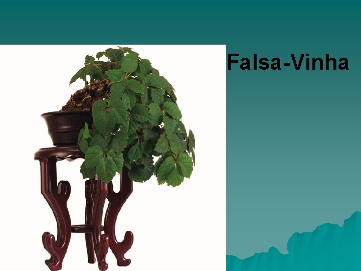 Falsa-Vinha 