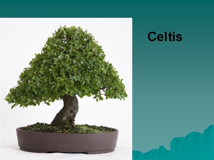 Celtis 