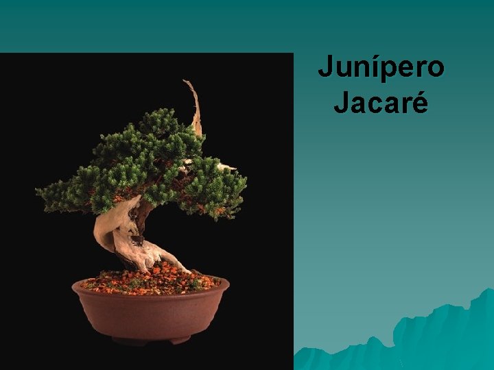 Junípero Jacaré 