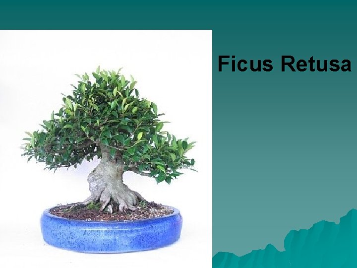 Ficus Retusa 