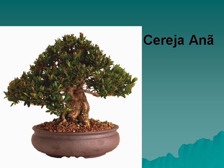 Cereja Anã 