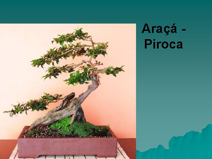 Araçá Piroca 