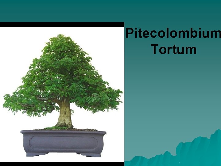 Pitecolombium Tortum 