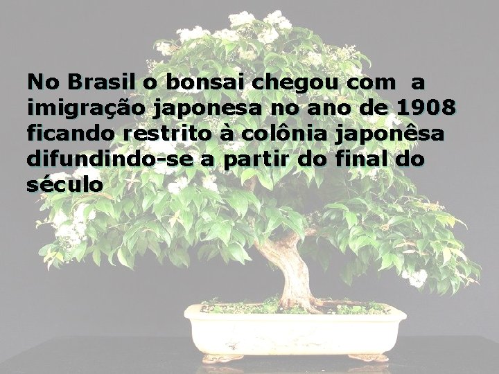 No Brasil o bonsai chegou com a imigração japonesa no ano de 1908 ficando