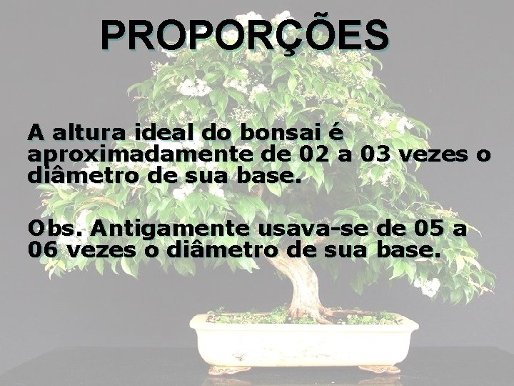 PROPORÇÕES A altura ideal do bonsai é aproximadamente de 02 a 03 vezes o