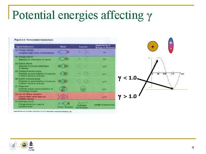 Potential energies affecting γ + + - < 1. 0 > 1. 0 4