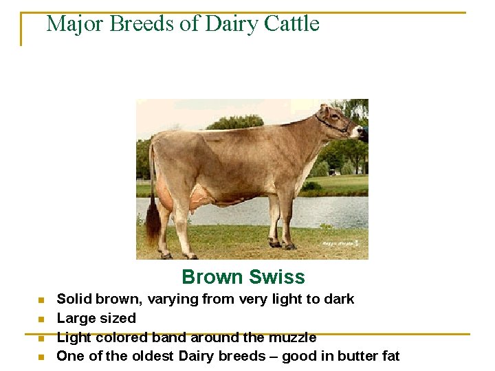 Major Breeds of Dairy Cattle Brown Swiss n n Solid brown, varying from very
