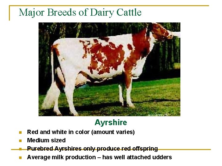 Major Breeds of Dairy Cattle Ayrshire n n Red and white in color (amount