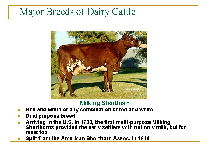 Major Breeds of Dairy Cattle Milking Shorthorn n n Red and white or any