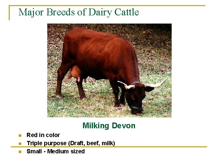 Major Breeds of Dairy Cattle Milking Devon n Red in color Triple purpose (Draft,