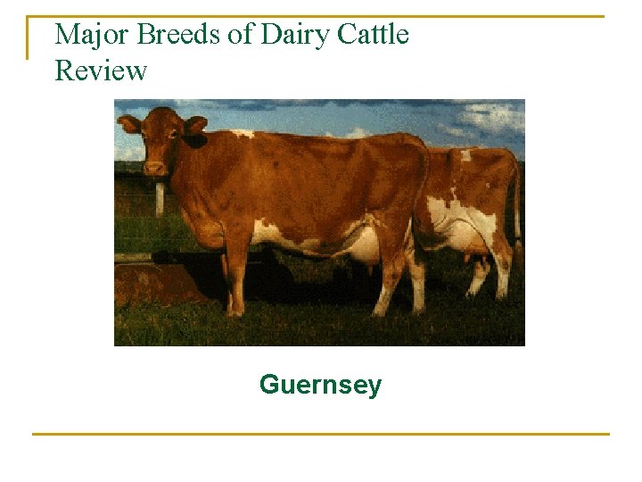 Major Breeds of Dairy Cattle Review Guernsey 
