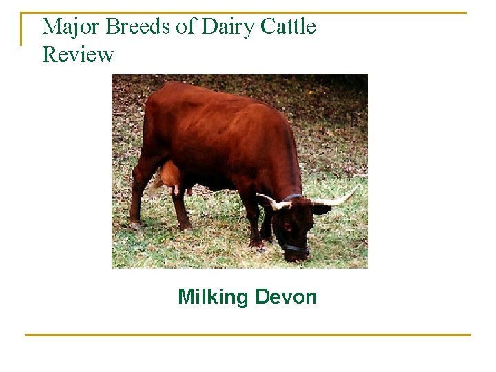 Major Breeds of Dairy Cattle Review Milking Devon 