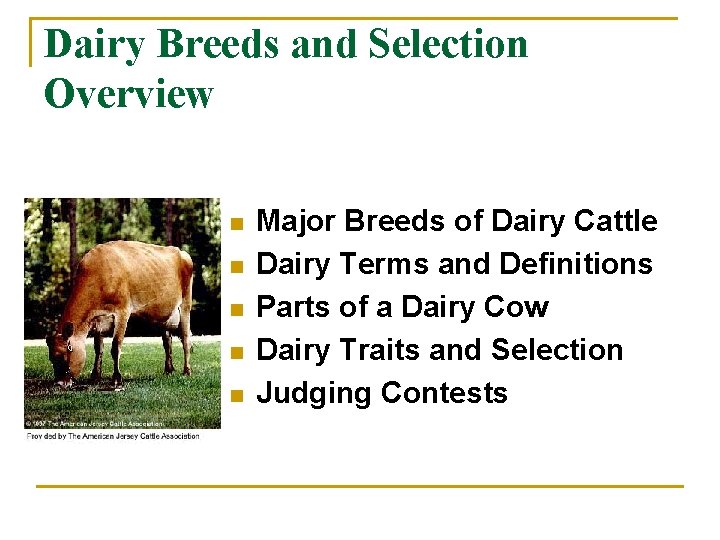Dairy Breeds and Selection Overview n n n Major Breeds of Dairy Cattle Dairy