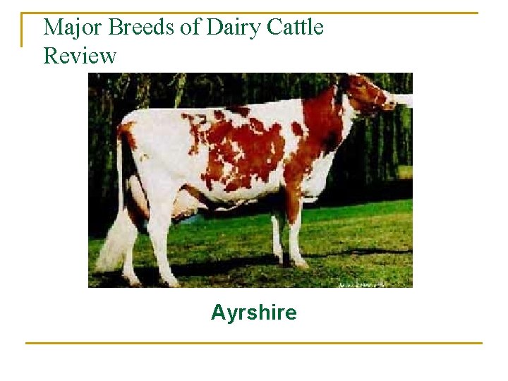 Major Breeds of Dairy Cattle Review Ayrshire 