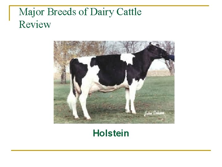 Major Breeds of Dairy Cattle Review Holstein 
