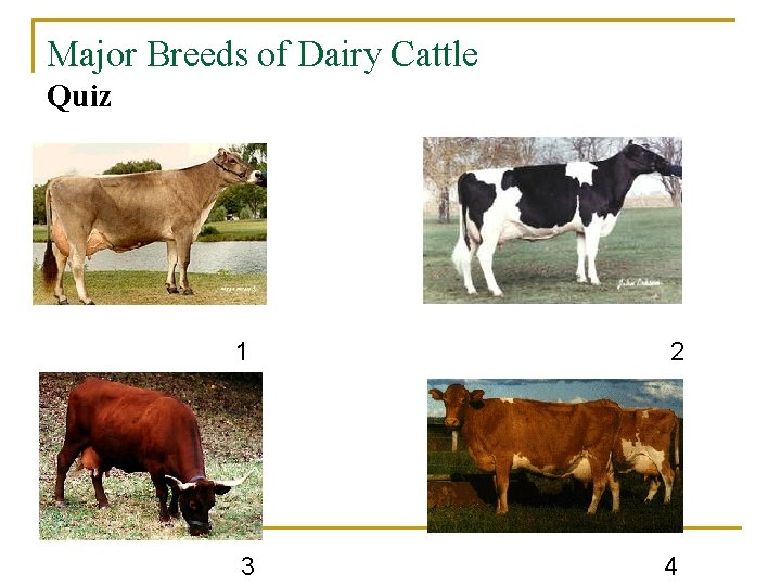 Major Breeds of Dairy Cattle Quiz 1 2 3 4 