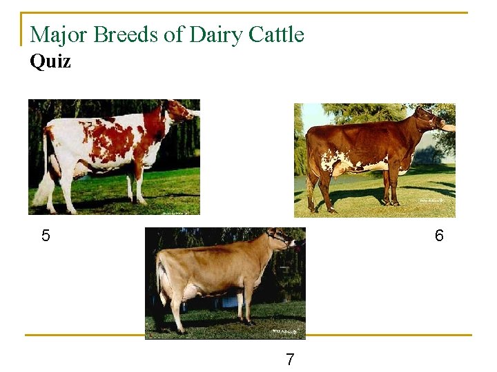 Major Breeds of Dairy Cattle Quiz 5 6 7 