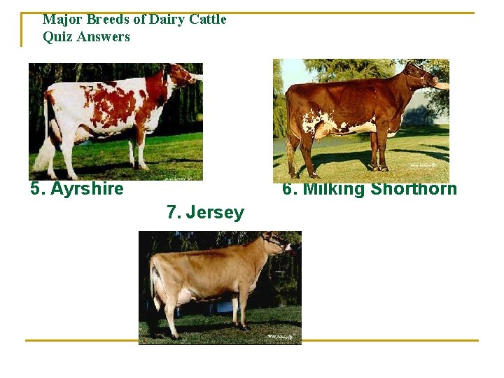 Major Breeds of Dairy Cattle Quiz Answers 5. Ayrshire 6. Milking Shorthorn 7. Jersey