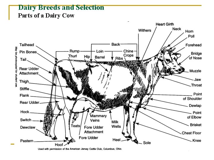 Dairy Breeds and Selection Parts of a Dairy Cow 