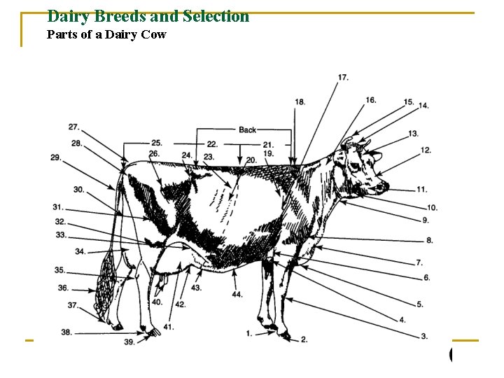 Dairy Breeds and Selection Parts of a Dairy Cow 