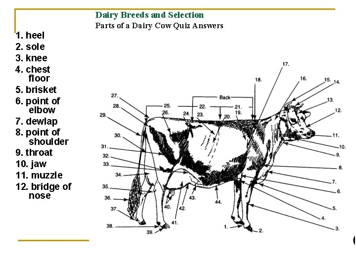 Dairy Breeds and Selection Parts of a Dairy Cow Quiz Answers 1. heel 2.