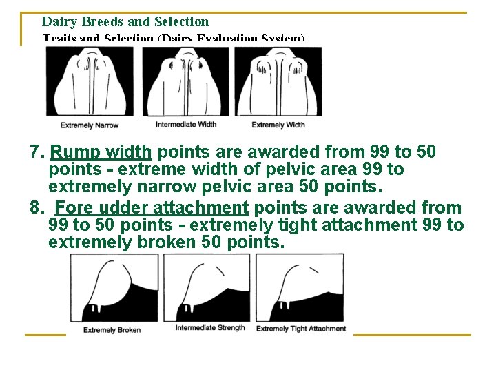 Dairy Breeds and Selection Traits and Selection (Dairy Evaluation System) 7. Rump width points