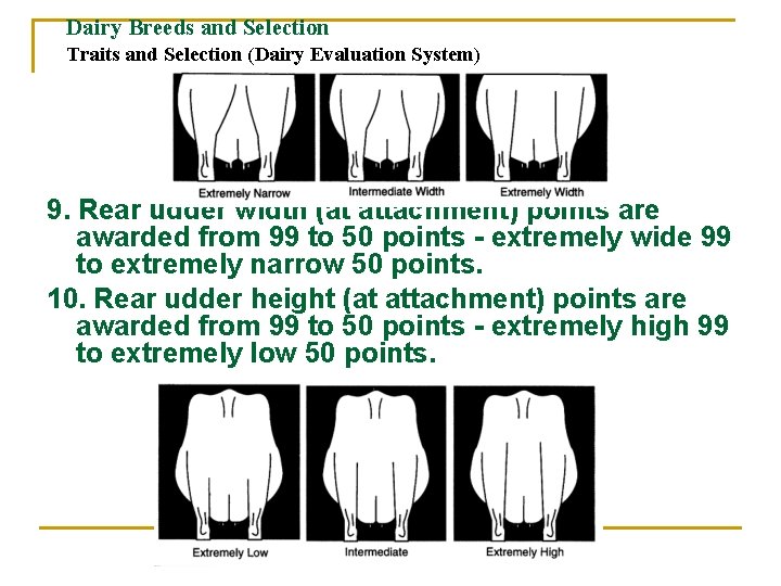 Dairy Breeds and Selection Traits and Selection (Dairy Evaluation System) 9. Rear udder width