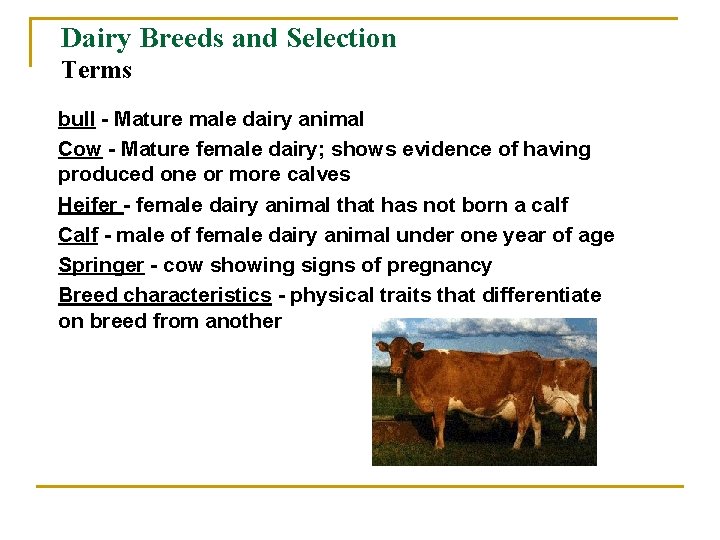 Dairy Breeds and Selection Terms bull - Mature male dairy animal Cow - Mature