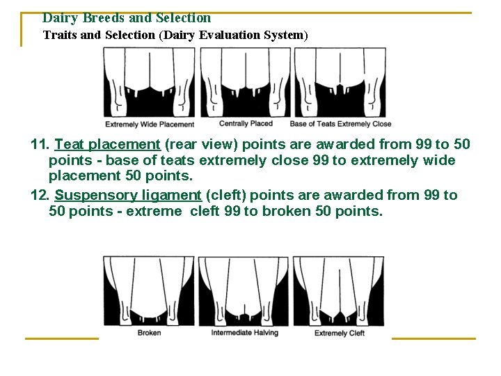 Dairy Breeds and Selection Traits and Selection (Dairy Evaluation System) 11. Teat placement (rear