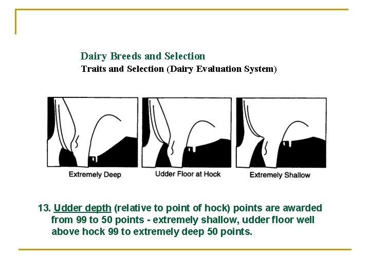 Dairy Breeds and Selection Traits and Selection (Dairy Evaluation System) 13. Udder depth (relative