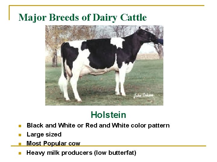 Major Breeds of Dairy Cattle Holstein n n Black and White or Red and