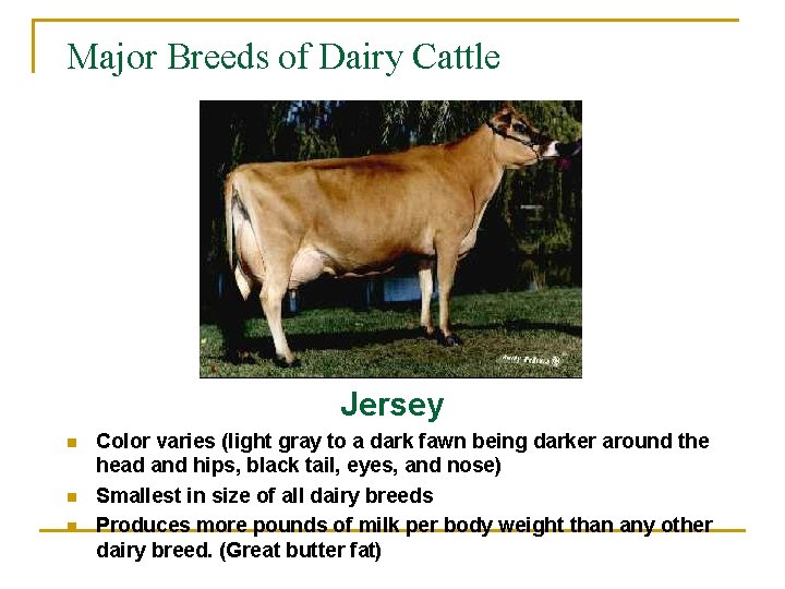 Major Breeds of Dairy Cattle Jersey n n n Color varies (light gray to