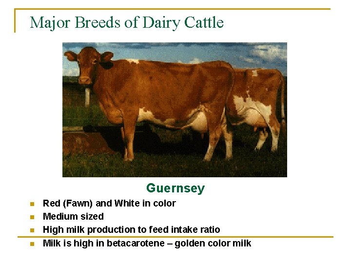 Major Breeds of Dairy Cattle Guernsey n n Red (Fawn) and White in color