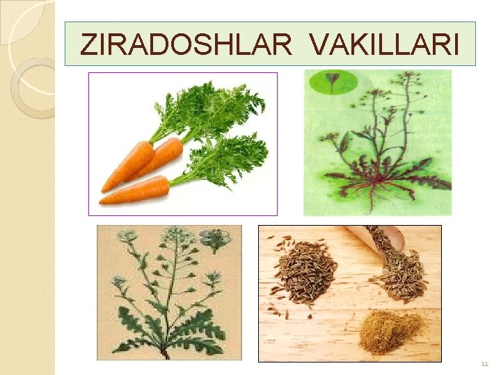 ZIRADOSHLAR VAKILLARI 11 