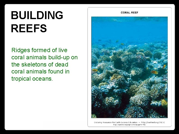 BUILDING REEFS Ridges formed of live coral animals build-up on the skeletons of dead