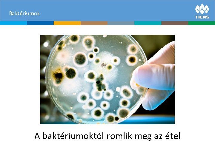 Baktériumok A baktériumoktól romlik meg az étel 