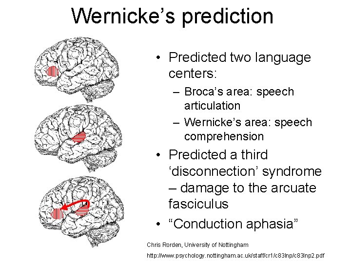 Wernicke’s prediction • Predicted two language centers: – Broca’s area: speech articulation – Wernicke’s