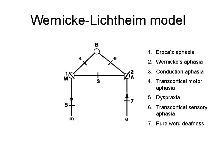 Wernicke-Lichtheim model 1. Broca’s aphasia 2. Wernicke’s aphasia 3. Conduction aphasia 4. Transcortical motor