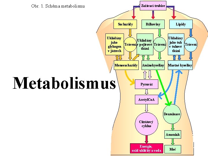 Obr. 1. Schéma metabolismu Zažívací trubice Sacharidy Bílkoviny Lipidy Ukládány jako tuk Trávení v