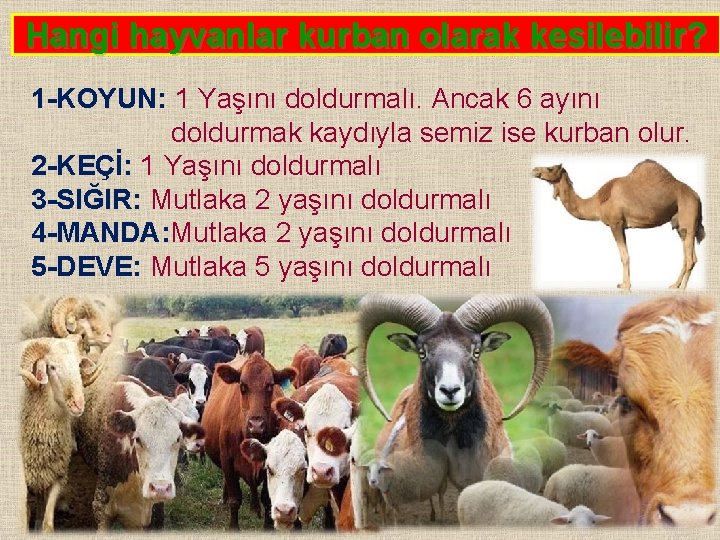 Hangi hayvanlar kurban olarak kesilebilir? 1 -KOYUN: 1 Yaşını doldurmalı. Ancak 6 ayını doldurmak