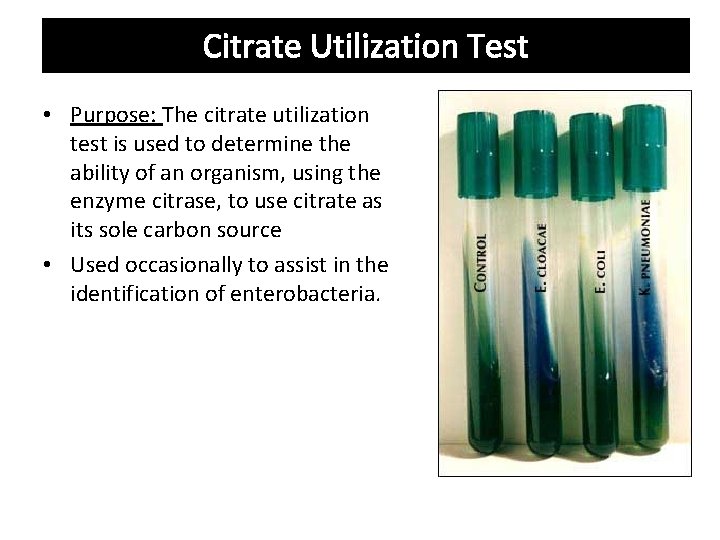 Citrate Utilization Test • Purpose: The citrate utilization test is used to determine the