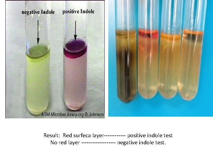 Result: Red surfeca layer------ positive indole test No red layer ---------- negative indole test.