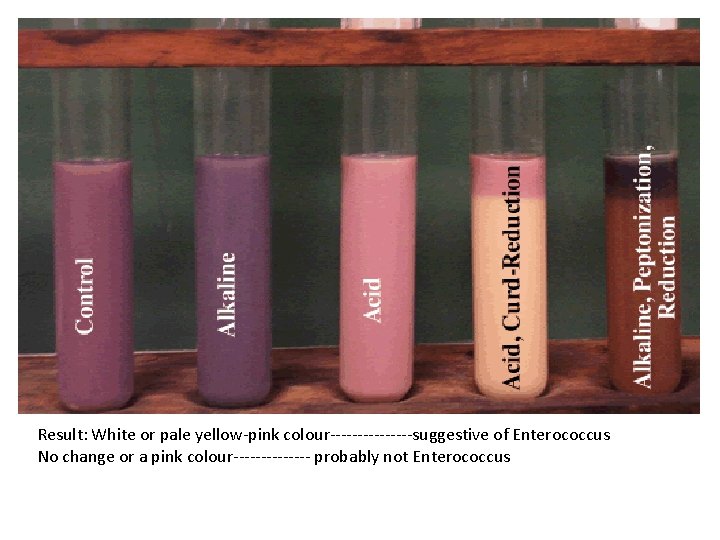 Result: White or pale yellow-pink colour--------suggestive of Enterococcus No change or a pink colour-------