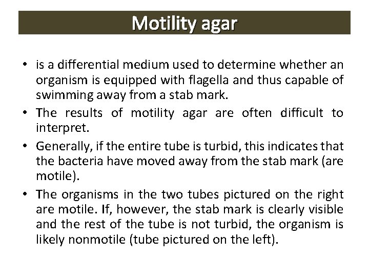 Motility agar • is a differential medium used to determine whether an organism is