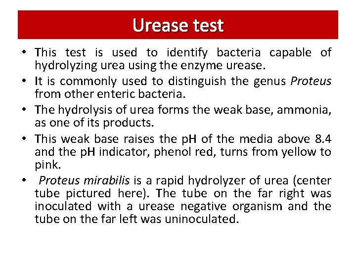 Urease test • This test is used to identify bacteria capable of hydrolyzing urea