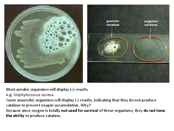 Most aerobic organsims will display (+) results. e. g. Staphyloccocus aureus. Some anaerobic organisms