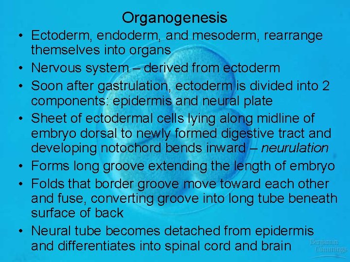 Organogenesis • Ectoderm, endoderm, and mesoderm, rearrange themselves into organs • Nervous system –