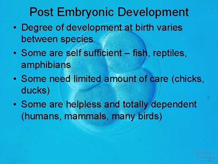 Post Embryonic Development • Degree of development at birth varies between species • Some